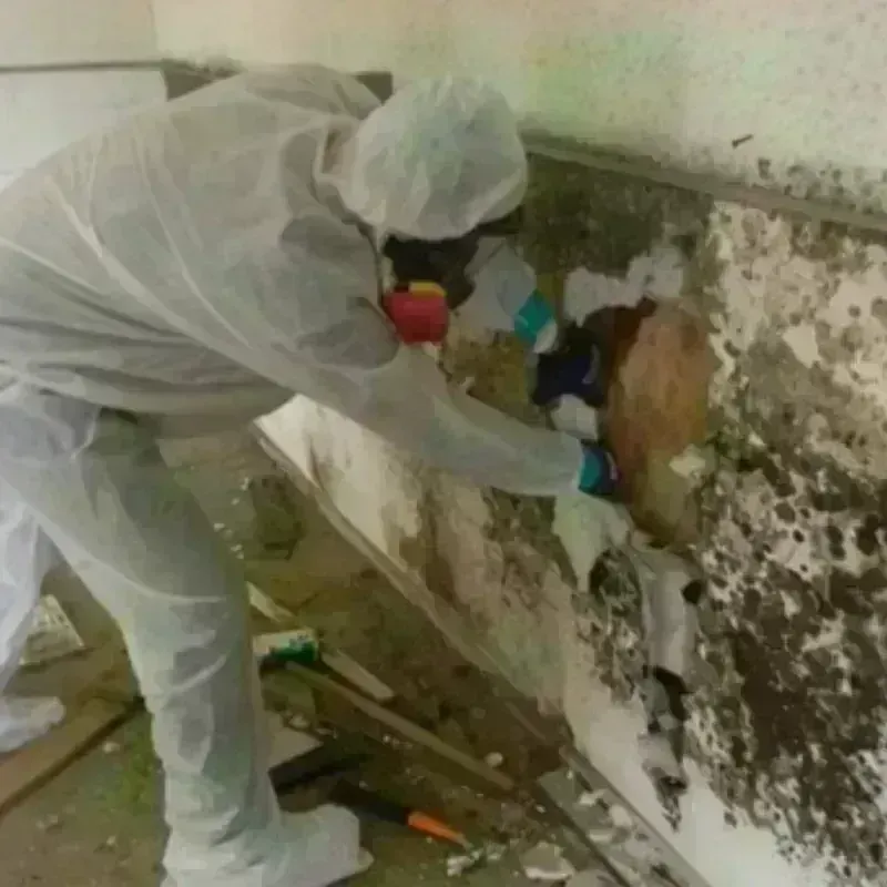 Mold Remediation and Removal in Breathitt County, KY